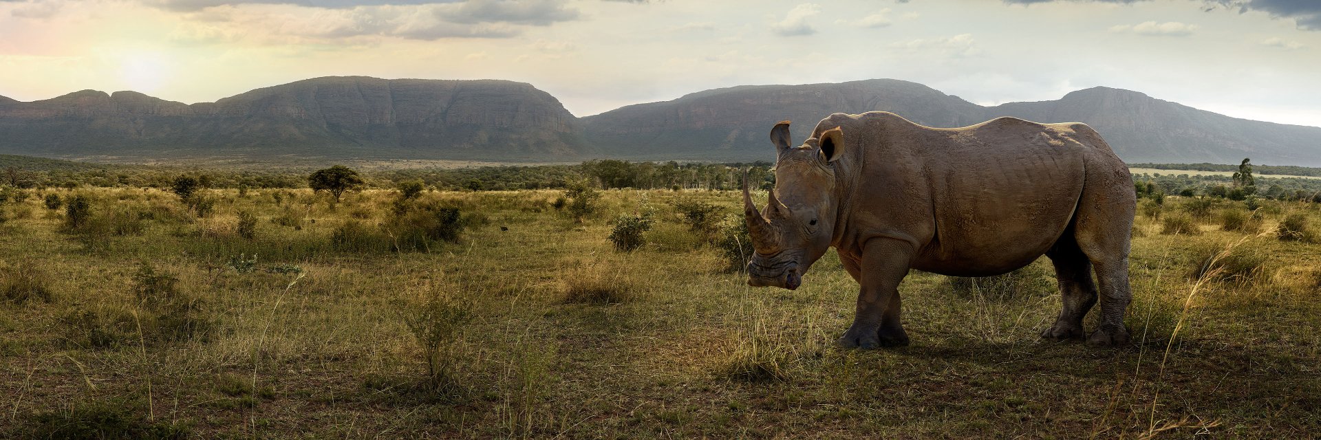 sap_rhino_erp